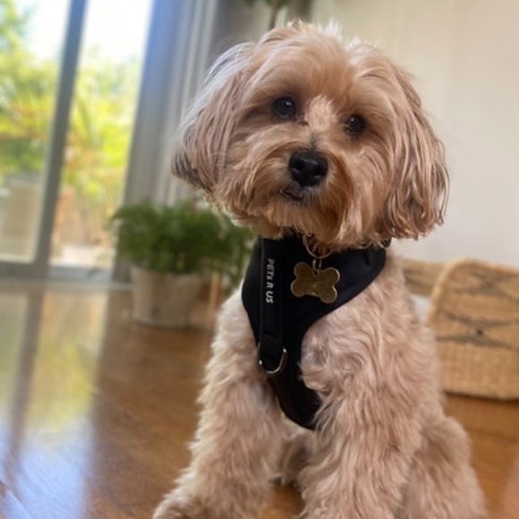 PETsRUS Premium No Pull Dog Harness 2 Leash Clips Ivory Charc Leather - Picture 6 of 12